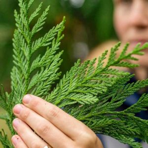 Aromaterapi/Rygning |  Cedar Sage – Amerikansk Importeret Californisk Redwood Cedertræ, Naturlig Plantearoma Til Rensning Af Rum. Aromaterapi/Rygning Aromaterapi/Rygning